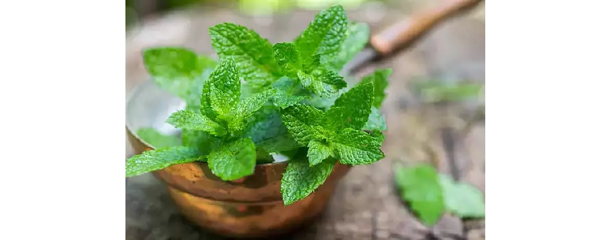 Ayurvedic Health Benefits of Mint Leaves