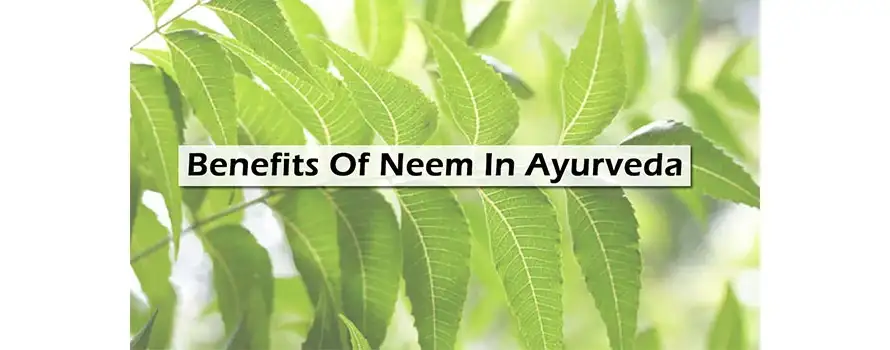 Benefits Of Neem In Ayurveda 1